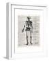 Vintage Anatomy Skeleton-Christopher James-Framed Premium Giclee Print