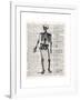 Vintage Anatomy Skeleton-Christopher James-Framed Premium Giclee Print