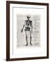 Vintage Anatomy Skeleton-Christopher James-Framed Premium Giclee Print