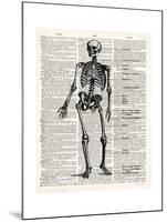 Vintage Anatomy Skeleton-Christopher James-Mounted Premium Giclee Print