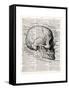 Vintage Anatomy Skull-Christopher James-Framed Stretched Canvas