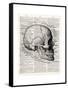 Vintage Anatomy Skull-Christopher James-Framed Stretched Canvas