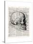 Vintage Anatomy Skull-Christopher James-Stretched Canvas