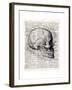 Vintage Anatomy Skull-Christopher James-Framed Premium Giclee Print