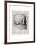 Vintage Anatomy Skull-Christopher James-Framed Premium Giclee Print