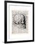 Vintage Anatomy Skull-Christopher James-Framed Premium Giclee Print