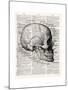 Vintage Anatomy Skull-Christopher James-Mounted Premium Giclee Print