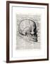 Vintage Anatomy Skull-Christopher James-Framed Premium Giclee Print