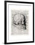 Vintage Anatomy Skull-Christopher James-Framed Premium Giclee Print