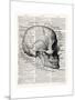 Vintage Anatomy Skull-Christopher James-Mounted Premium Giclee Print