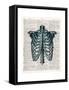Vintage Anatomy Study-Christopher James-Framed Stretched Canvas
