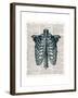 Vintage Anatomy Study-Christopher James-Framed Premium Giclee Print