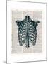 Vintage Anatomy Study-Christopher James-Mounted Premium Giclee Print