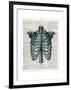 Vintage Anatomy Study-Christopher James-Framed Premium Giclee Print