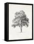 Vintage Arbor Study I-Ethan Harper-Framed Stretched Canvas