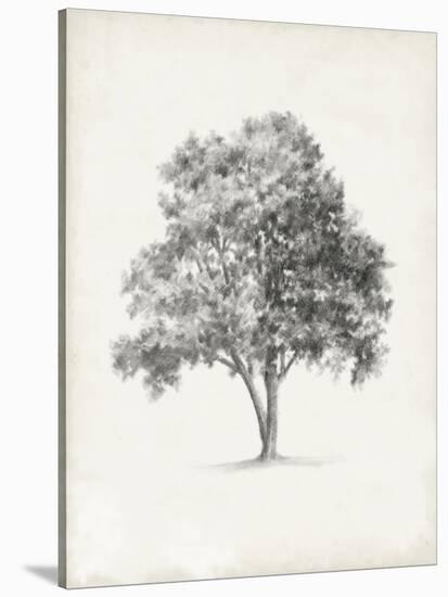 Vintage Arbor Study I-Ethan Harper-Stretched Canvas