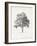 Vintage Arbor Study I-Ethan Harper-Framed Art Print