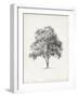 Vintage Arbor Study I-Ethan Harper-Framed Art Print