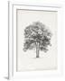 Vintage Arbor Study II-Ethan Harper-Framed Art Print