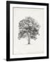 Vintage Arbor Study II-Ethan Harper-Framed Art Print