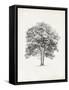 Vintage Arbor Study II-Ethan Harper-Framed Stretched Canvas