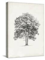 Vintage Arbor Study II-Ethan Harper-Stretched Canvas