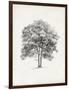 Vintage Arbor Study II-Ethan Harper-Framed Art Print