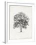 Vintage Arbor Study II-Ethan Harper-Framed Art Print