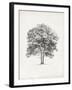 Vintage Arbor Study II-Ethan Harper-Framed Art Print