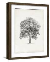 Vintage Arbor Study II-Ethan Harper-Framed Art Print