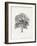 Vintage Arbor Study II-Ethan Harper-Framed Art Print