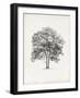 Vintage Arbor Study II-Ethan Harper-Framed Art Print