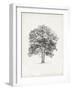 Vintage Arbor Study II-Ethan Harper-Framed Art Print