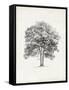 Vintage Arbor Study II-Ethan Harper-Framed Stretched Canvas