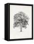 Vintage Arbor Study II-Ethan Harper-Framed Stretched Canvas