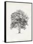 Vintage Arbor Study II-Ethan Harper-Framed Stretched Canvas
