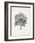 Vintage Arbor Study II-Ethan Harper-Framed Art Print
