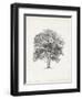 Vintage Arbor Study II-Ethan Harper-Framed Art Print