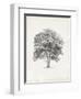 Vintage Arbor Study II-Ethan Harper-Framed Art Print