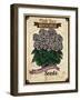 Vintage Begonia Seed Packet-null-Framed Giclee Print