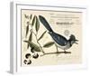 Vintage Bird - Avignon-Stephanie Monahan-Framed Giclee Print