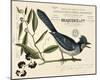 Vintage Bird - Avignon-Stephanie Monahan-Mounted Giclee Print