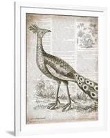 Vintage Bird I-Gwendolyn Babbitt-Framed Art Print