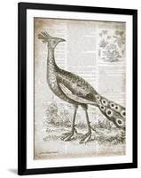 Vintage Bird I-Gwendolyn Babbitt-Framed Art Print