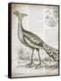 Vintage Bird I-Gwendolyn Babbitt-Framed Stretched Canvas