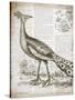 Vintage Bird I-Gwendolyn Babbitt-Stretched Canvas