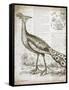 Vintage Bird I-Gwendolyn Babbitt-Framed Stretched Canvas