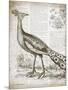 Vintage Bird I-Gwendolyn Babbitt-Mounted Premium Giclee Print