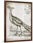 Vintage Bird I-Gwendolyn Babbitt-Framed Art Print