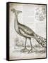 Vintage Bird I-Gwendolyn Babbitt-Framed Stretched Canvas
